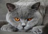 Ras Kucing Abu Abu 