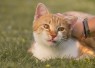 Unicharm Pet Indonesia