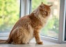 Unicharm Pet Indonesia