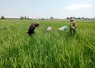 Babinsa Kartosari Bersihkan Gulma Bersama Petani